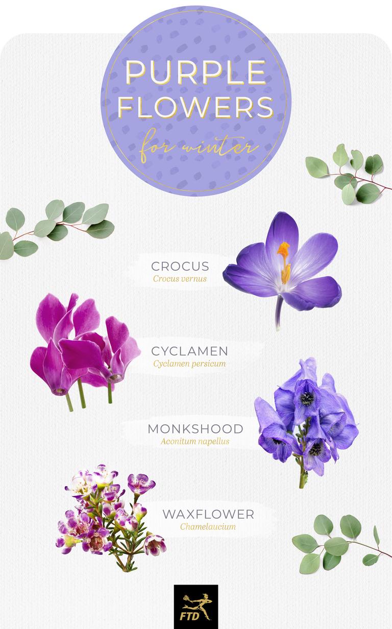 50 Types of Purple Flowers - FTD.com