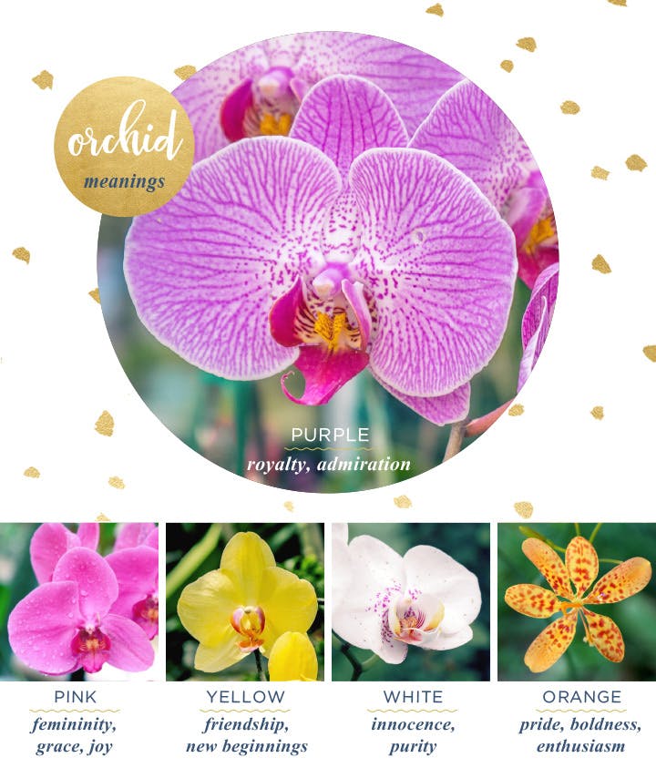 Orchid Meaning And Symbolism 