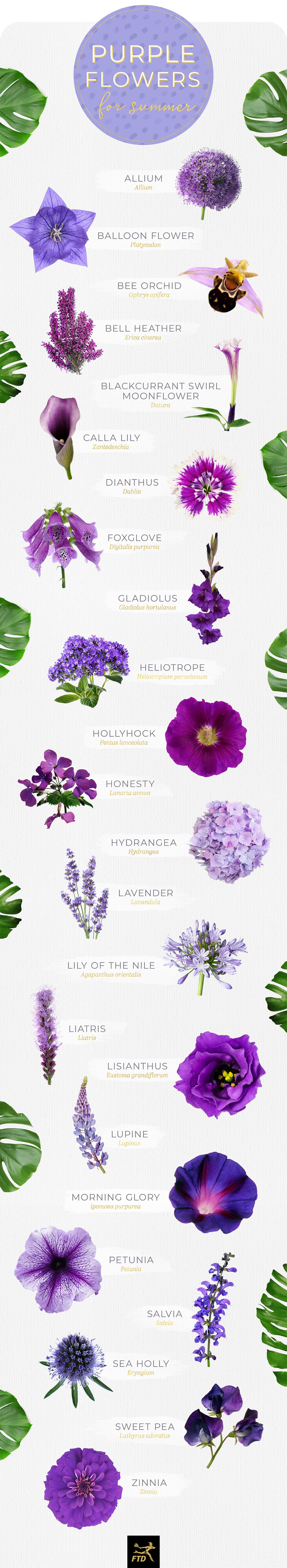 50 Types of Purple Flowers - FTD.com